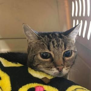 Meet your Posher, Suzanne